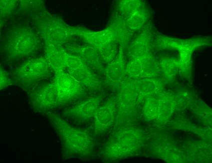 - GABA-A Receptor Delta Antibody ASM10221