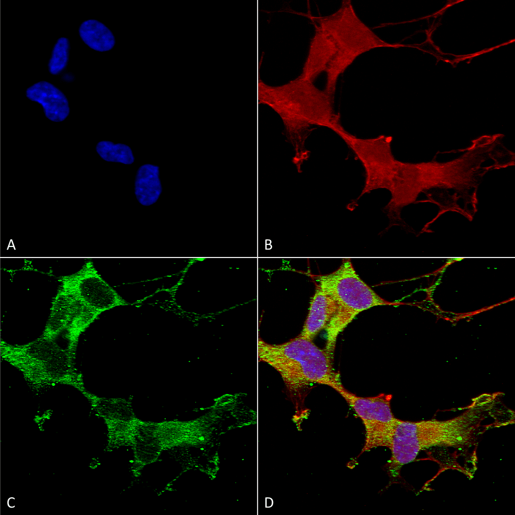  - GABA-A Receptor Alpha-1 Antibody ASM10222