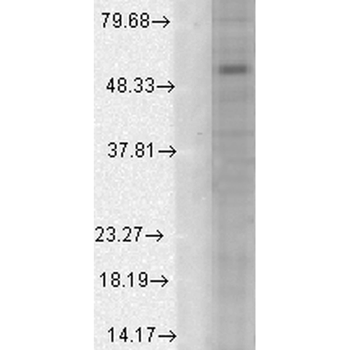 WB - GABA-A Receptor Alpha-1 Antibody ASM10222
