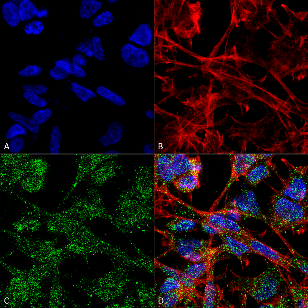  - KCC2 Antibody ASM10226