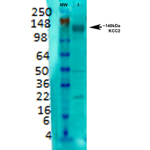 WB - KCC2 Antibody ASM10226