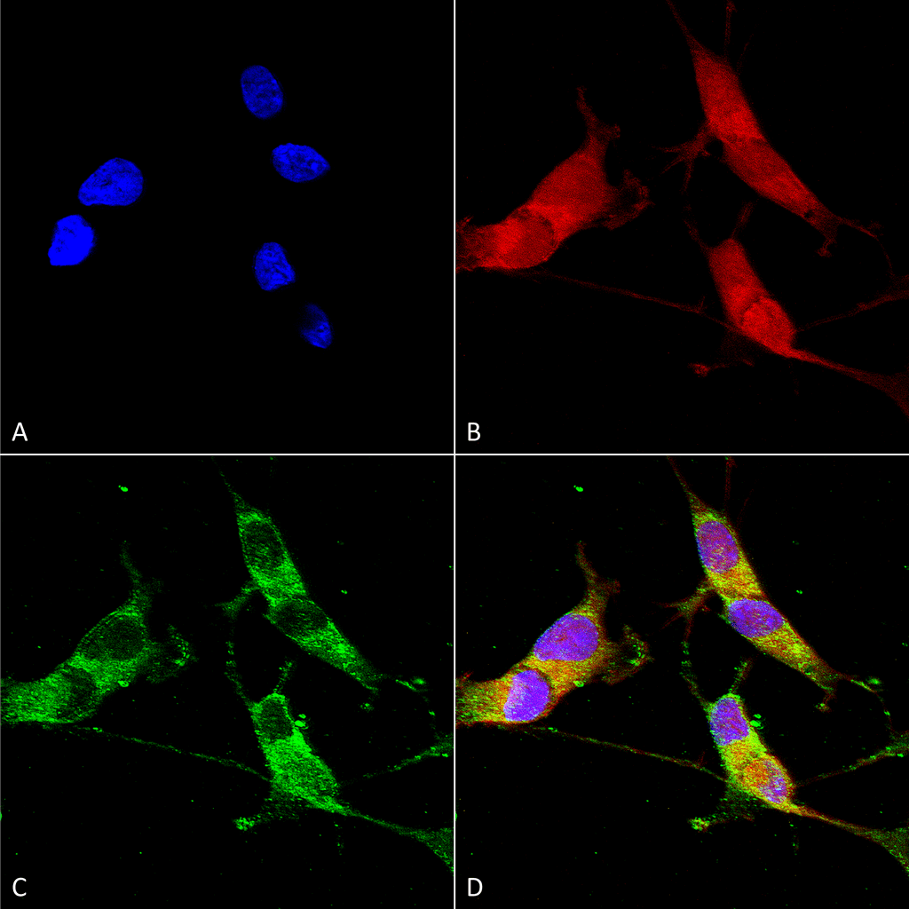  - VGLUT2 Antibody ASM10229