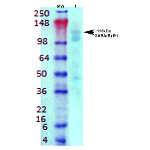 WB - GABA-B Receptor 1 Antibody ASM10237