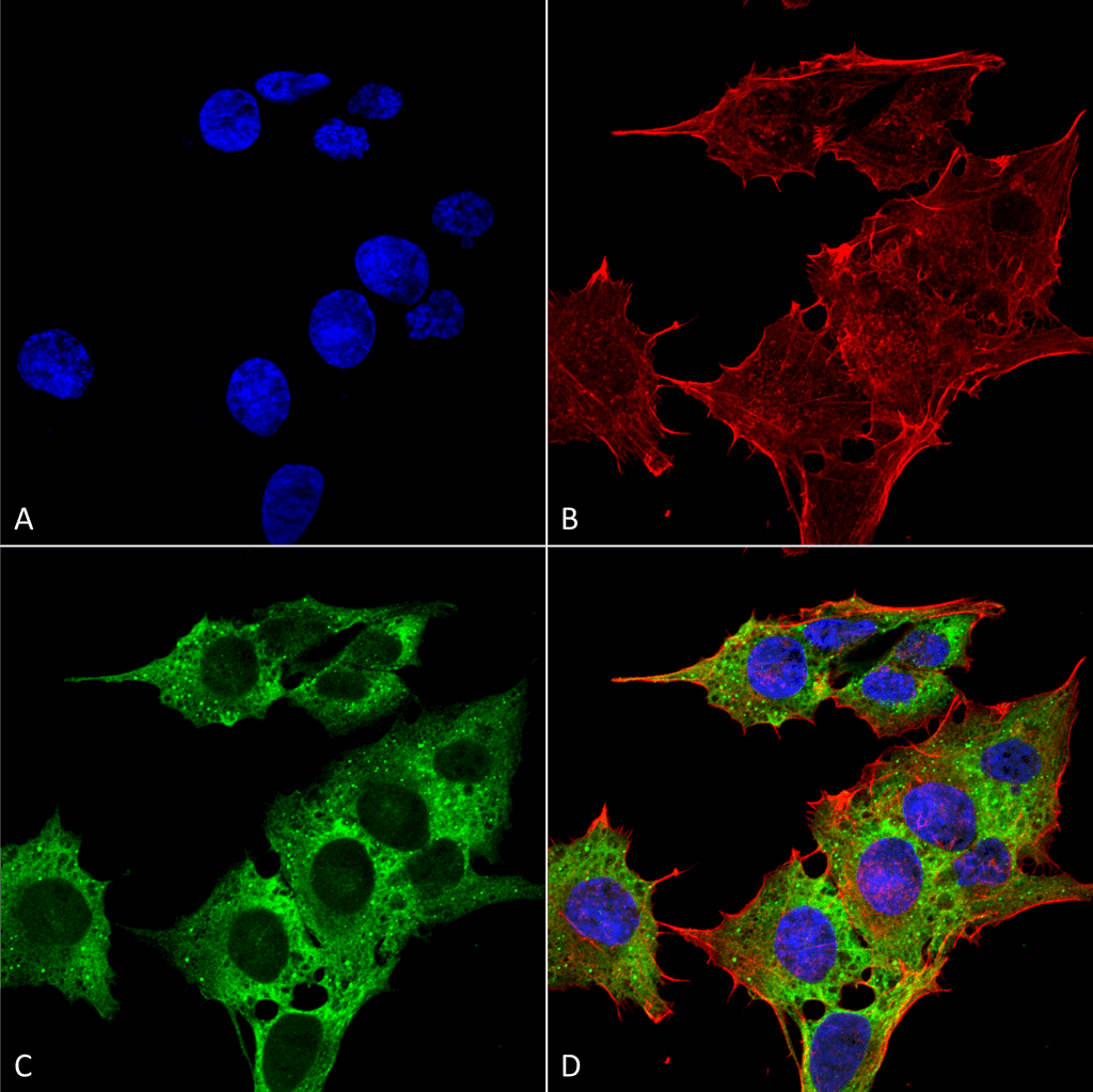 - EAAC1 Antibody ASM10240