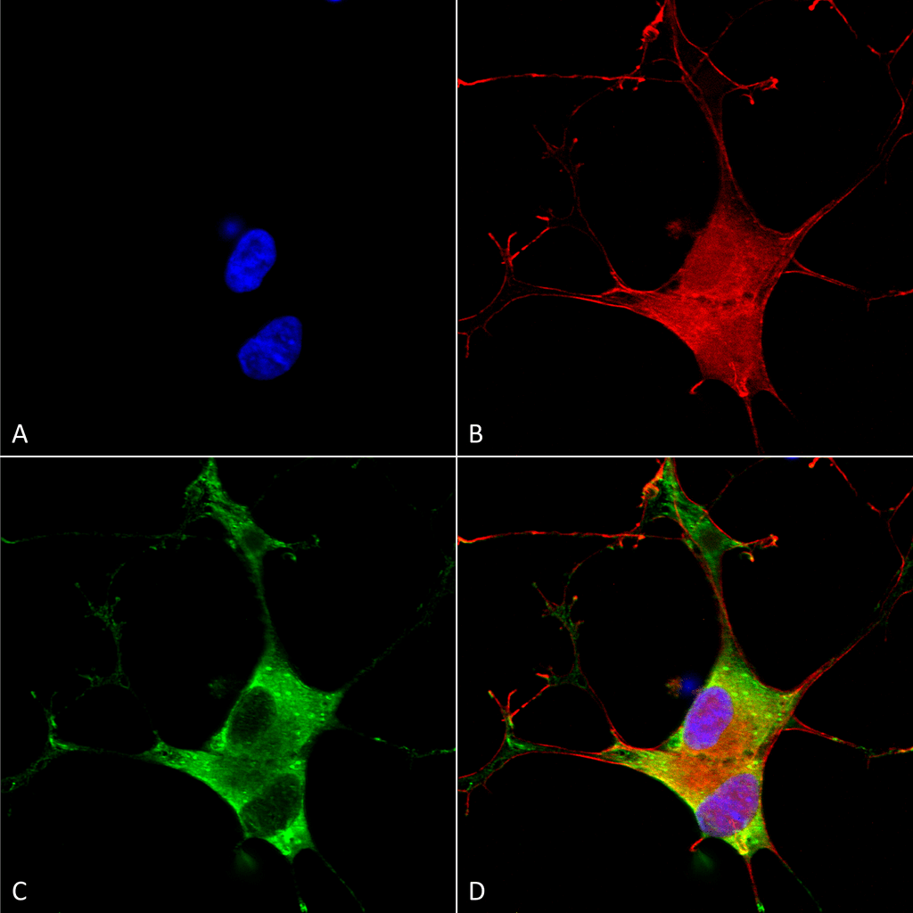  - EAAC1 Antibody ASM10240