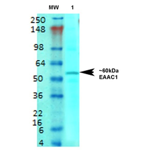 WB - EAAC1 Antibody ASM10240