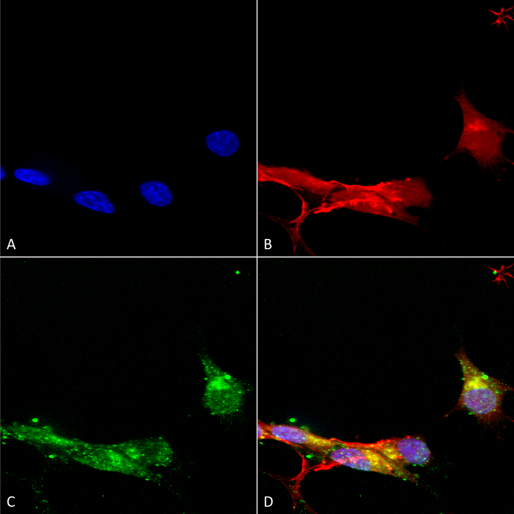  - mGluR1/5 Antibody ASM10241