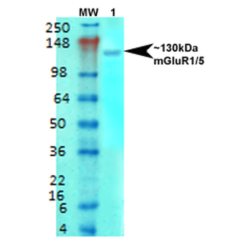 WB - mGluR1/5 Antibody ASM10241
