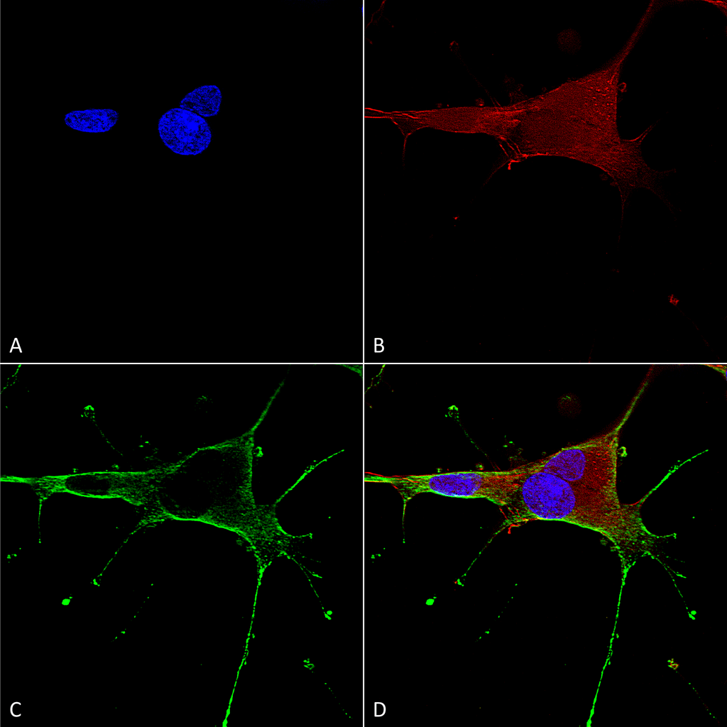  - GluN1/NR1 Antibody ASM10244