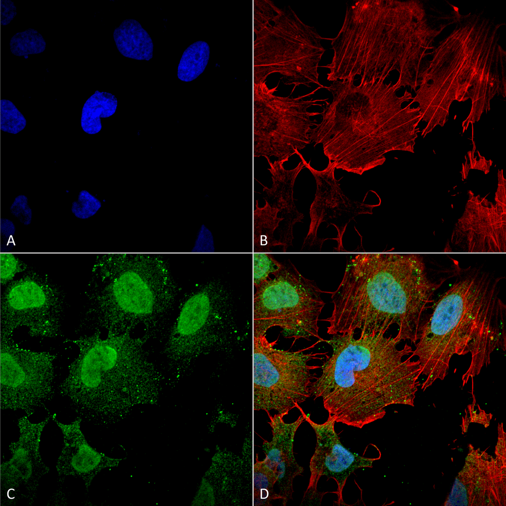  - mGluR1/5 glutamate receptor Antibody ASM10253