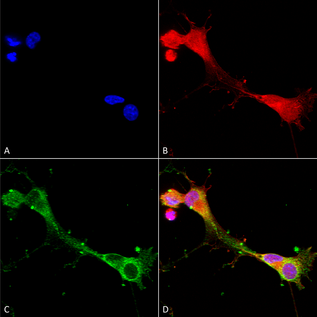  - ASIC1 Antibody ASM10261