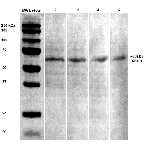 WB - ASIC1 Antibody ASM10261
