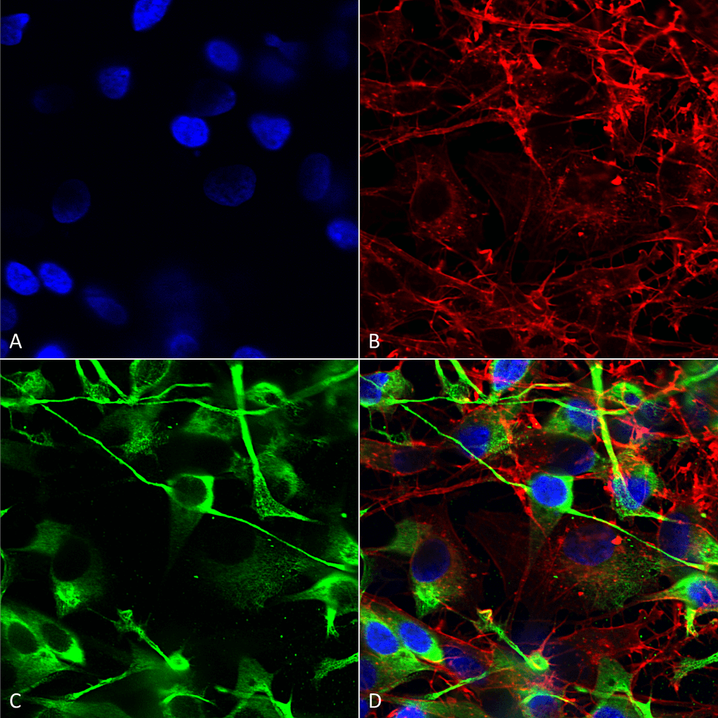  - GluN2A/NR2A Antibody ASM10263