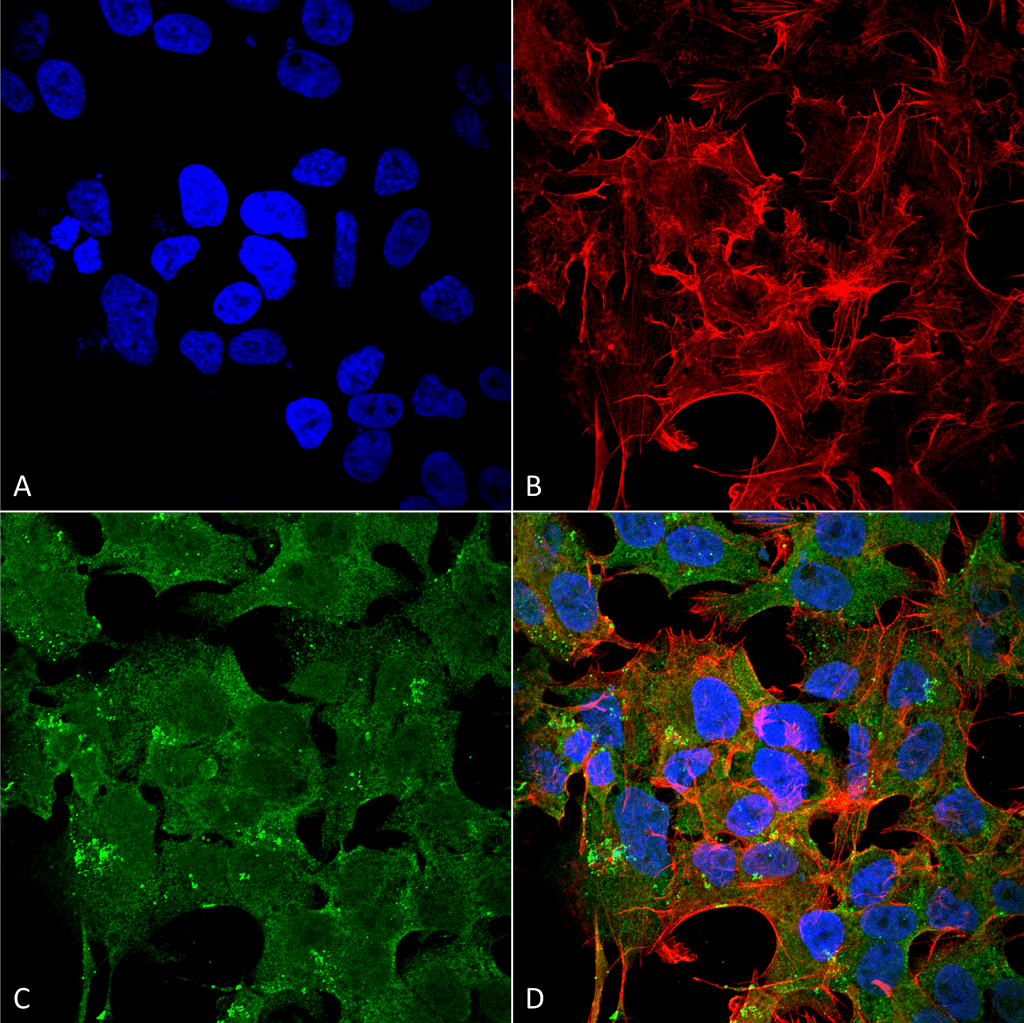  - GluN2A/NR2A Antibody ASM10268