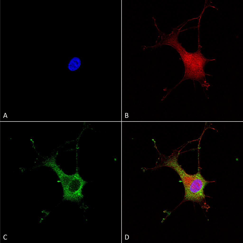  - Alpha-2C Adrenergic Receptor Antibody ASM10269