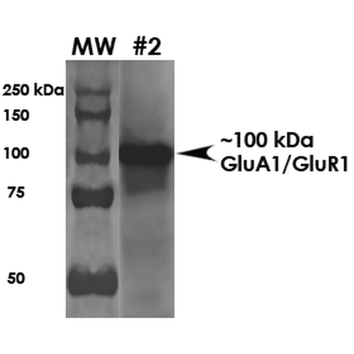 WB - GluA1/GluR1 Glutamate Receptor Antibody ASM10274