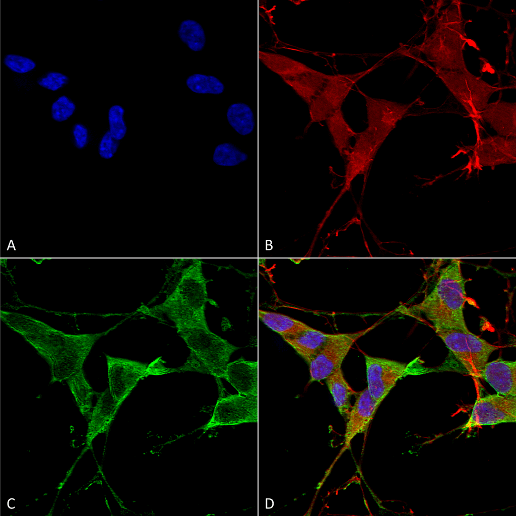  - LAR/PTPRF Antibody ASM10277