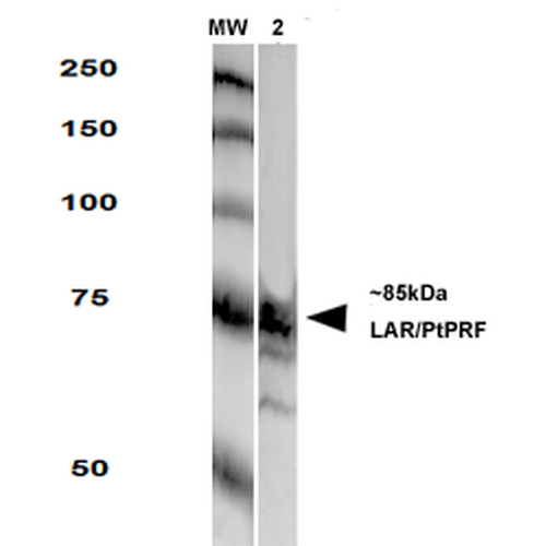 WB - LAR/PTPRF Antibody ASM10277