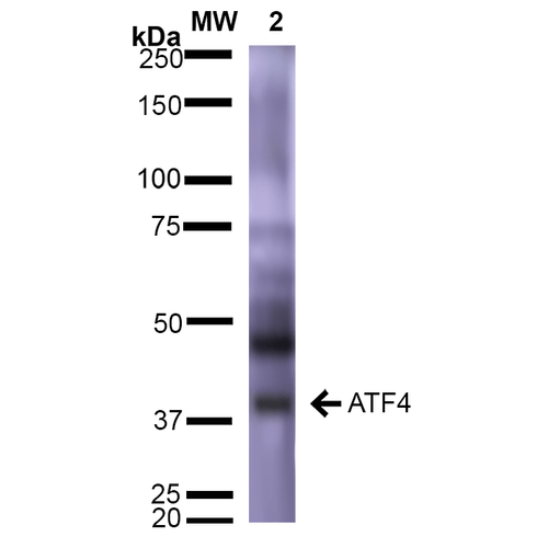WB - ATF4 Antibody ASM10281