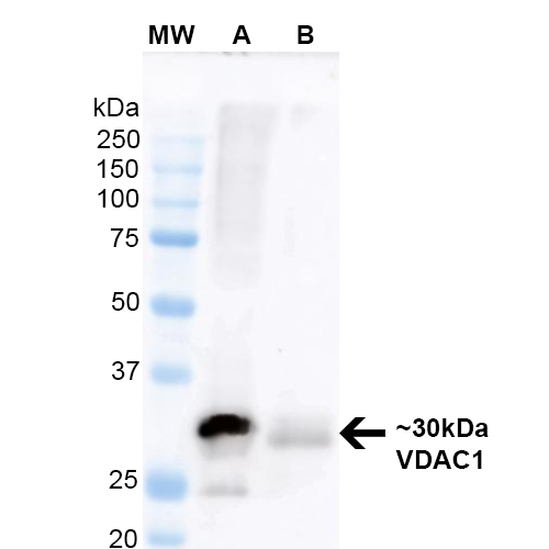 WB - VDAC1 Antibody ASM10290