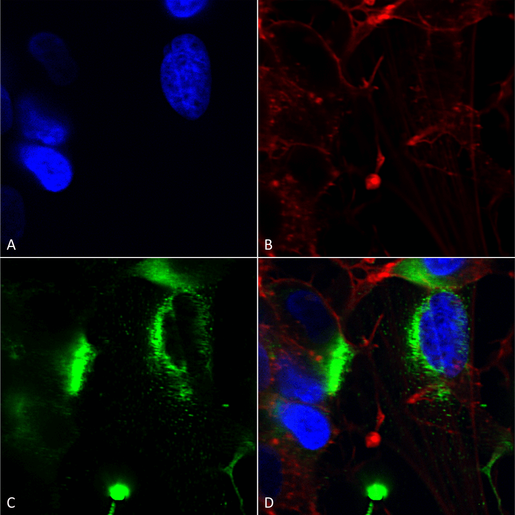  - QKI (pan) Antibody ASM10299