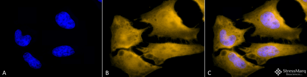  - HSF1 Antibody ASM10308