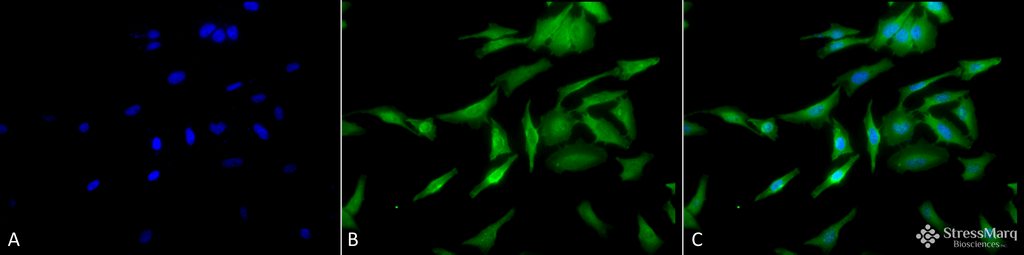  - HSF1 Antibody ASM10308