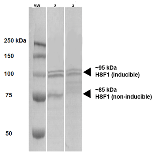 WB - HSF1 Antibody ASM10308