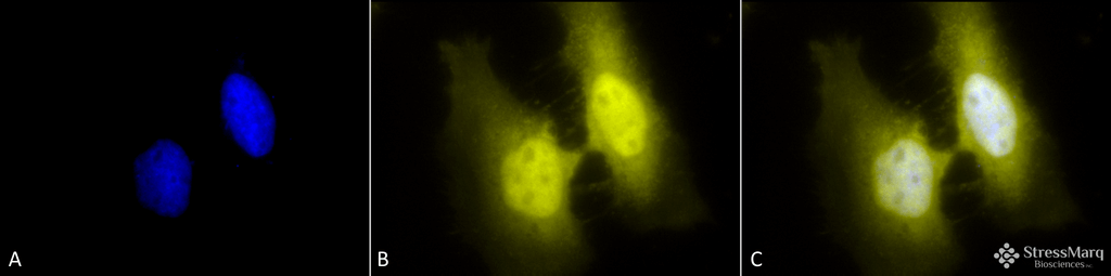  - HSF1 Antibody ASM10309