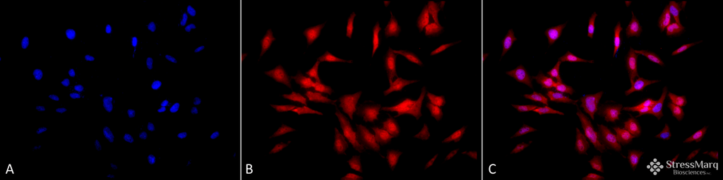  - HSF1 Antibody ASM10309