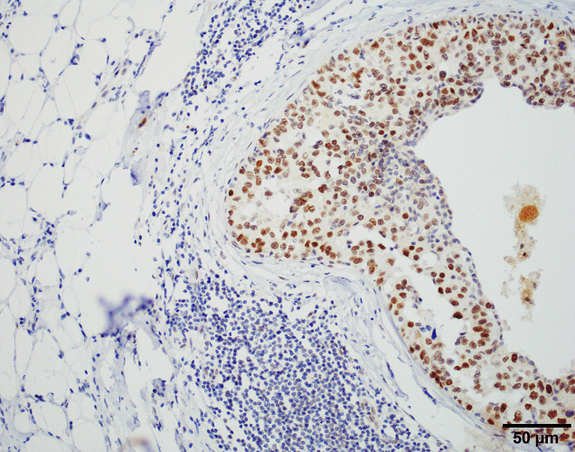 IHC - HSF1 Antibody ASM10309