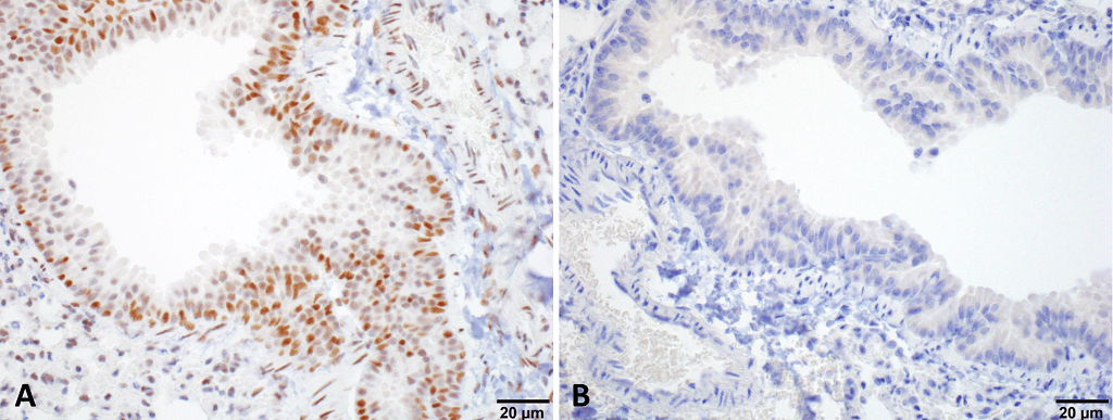 IHC - HSF1 Antibody ASM10309