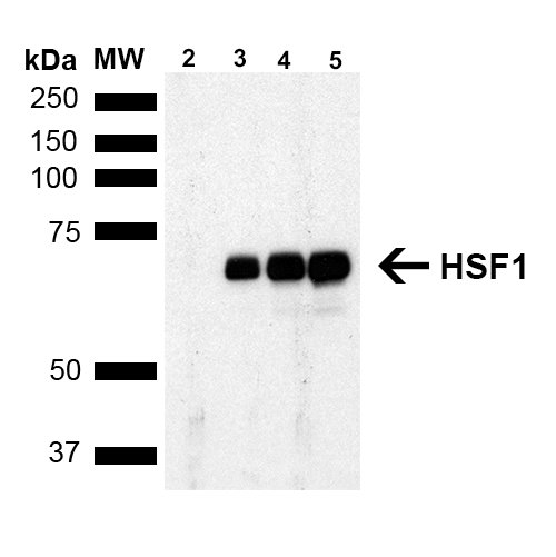 WB - HSF1 Antibody ASM10309