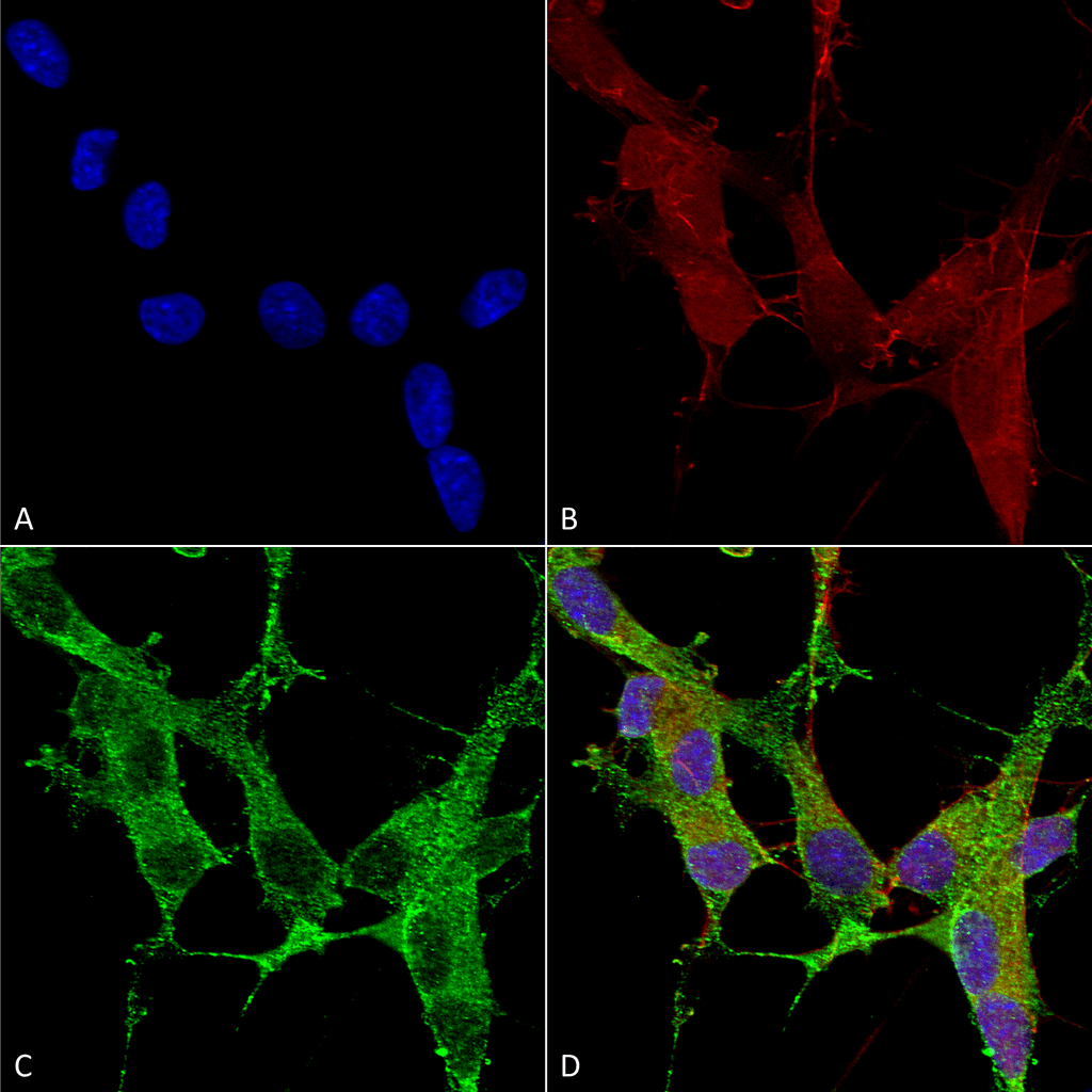  - beta 4 Spectrin Antibody ASM10316