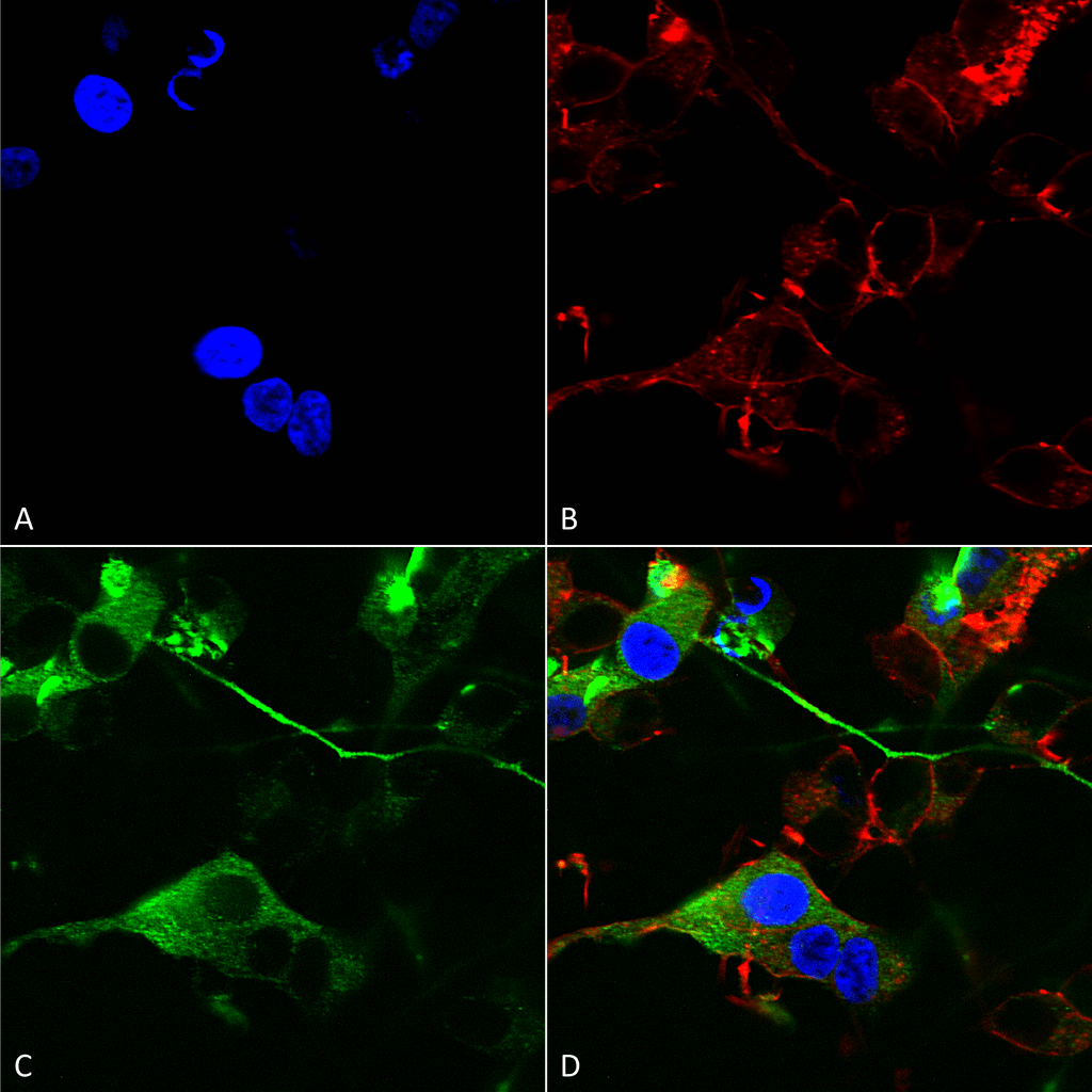  - GABA-A Receptor Alpha 2 Antibody ASM10318