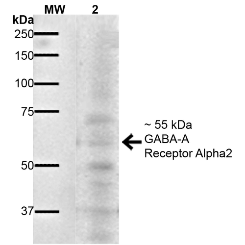 WB - GABA-A Receptor Alpha 2 Antibody ASM10318