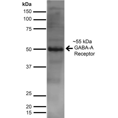 WB - GABA-A Receptor Alpha 2 Antibody ASM10318
