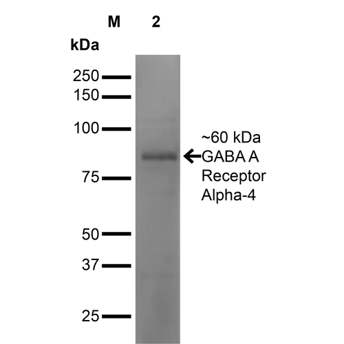 WB - GABA-A Receptor Alpha 4 Antibody ASM10321