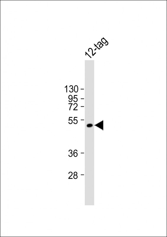 Anti-HA Tag Antibody at 1:8000 dilution + 12tag recombinant proteinLysates/proteins at 20ng per lane. SecondaryGoat Anti-mouse IgG,  (H+L), Peroxidase conjugated at 1/10000 dilution. Predicted band size : 48 kDaBlocking/Dilution buffer: 5% NFDM/TBST.