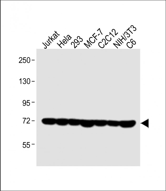 All lanes : Anti-HSPA1A/HSPA1B Antibody (Y41) at 1:1000 dilutionLane 1: Jurkat whole cell lysateLane 2: Hela whole cell lysateLane 3: 293 whole cell lysateLane 4: MCF-7 whole cell lysateLane 5: C2C12 whole cell lysateLane 6: NIH/3T3 whole cell lysateLane 7: C6 whole cell lysateLysates/proteins at 20 �g per lane.  SecondaryGoat Anti-Rabbit IgG,   (H+L),  Peroxidase conjugated at 1/10000 dilution.  Predicted band size : 70 kDaBlocking/Dilution buffer: 5% NFDM/TBST.