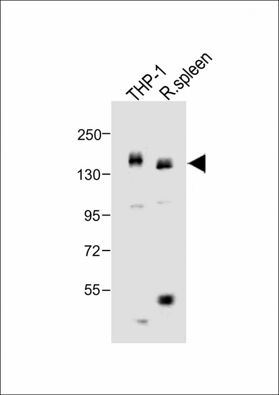 All lanes : Anti-MCSF Receptor (CSF1R) Antibody (C-term) at 1:1000 dilutionLane 1: THP-1 whole cell lysateLane 2: rat spleen lysateLysates/proteins at 20 �g per lane. SecondaryGoat Anti-Rabbit IgG,  (H+L), Peroxidase conjugated at 1/10000 dilution. Predicted band size : 108 kDaBlocking/Dilution buffer: 5% NFDM/TBST.