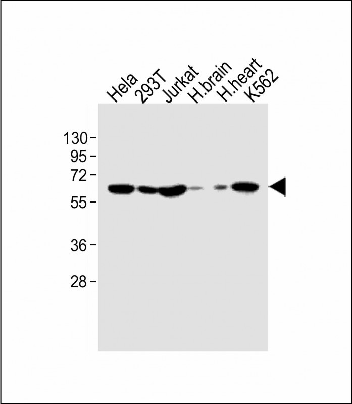 WB - IFNAR1 Antibody (Center) AP8550c