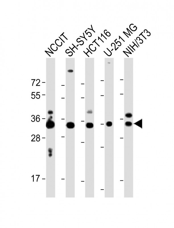 All lanes : Anti-WDR82 Antibody (N-term) at 1:2000 dilutionLane 1: NCCIT whole cell lysateLane 2: SH-SY5Y whole cell lysateLane 3: HCT116 whole cell lysateLane 4: U-251 MG whole cell lysateLane 5: NIH/3T3 whole cell lysateLysates/proteins at 20 �g per lane. SecondaryGoat Anti-Rabbit IgG,  (H+L), Peroxidase conjugated at 1/10000 dilution. Predicted band size : 35 kDaBlocking/Dilution buffer: 5% NFDM/TBST.