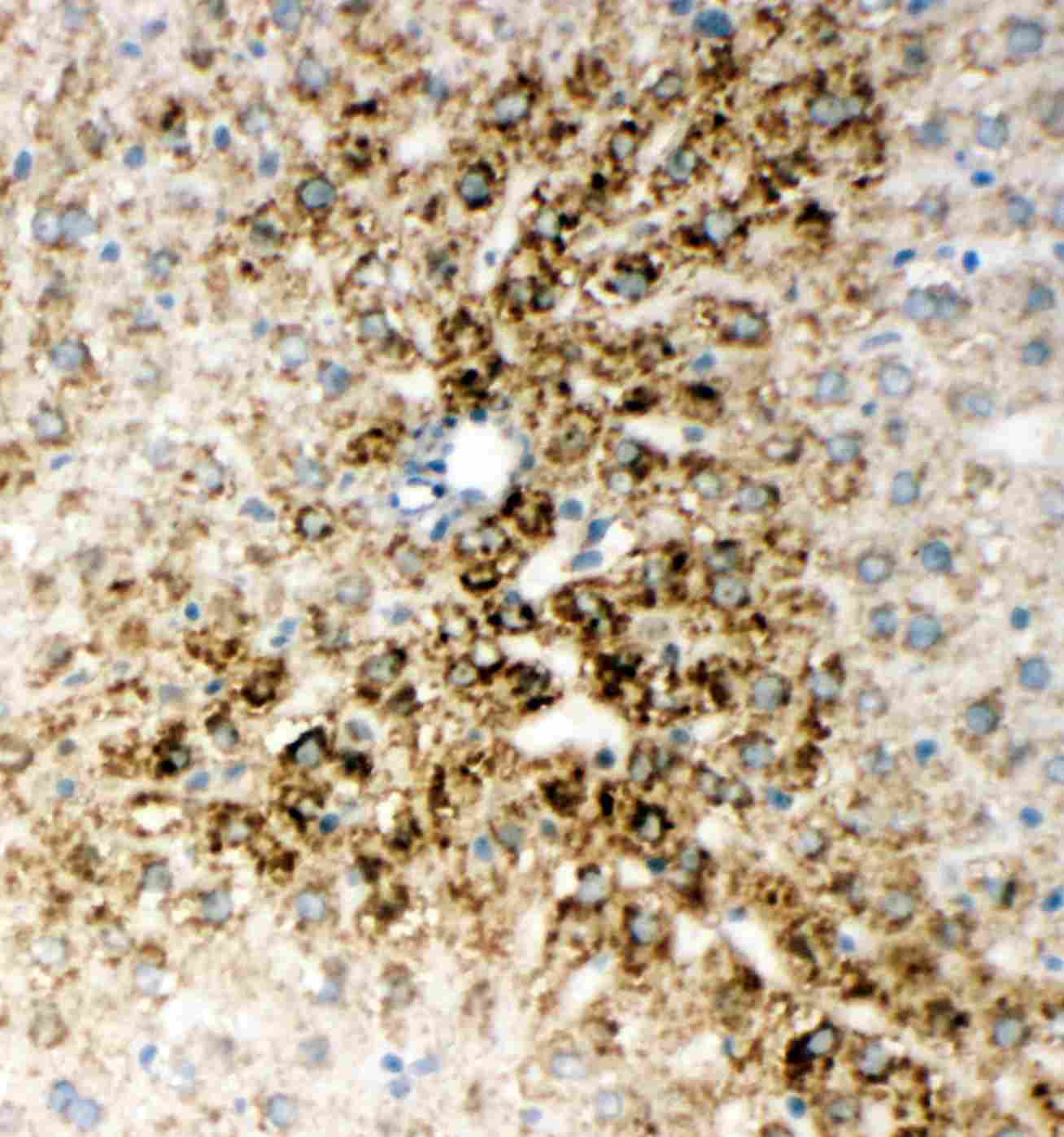 IHC - Anti-HNF6 Antibody ABO11524