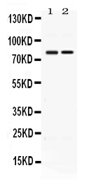 WB - Anti-AMFR Picoband Antibody ABO11657