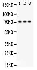 WB - Anti-SP2 Picoband Antibody ABO12244