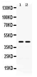 WB - Anti-Rad51C Picoband Antibody ABO12478