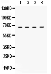 WB - Anti-STXBP2 Picoband Antibody ABO12506