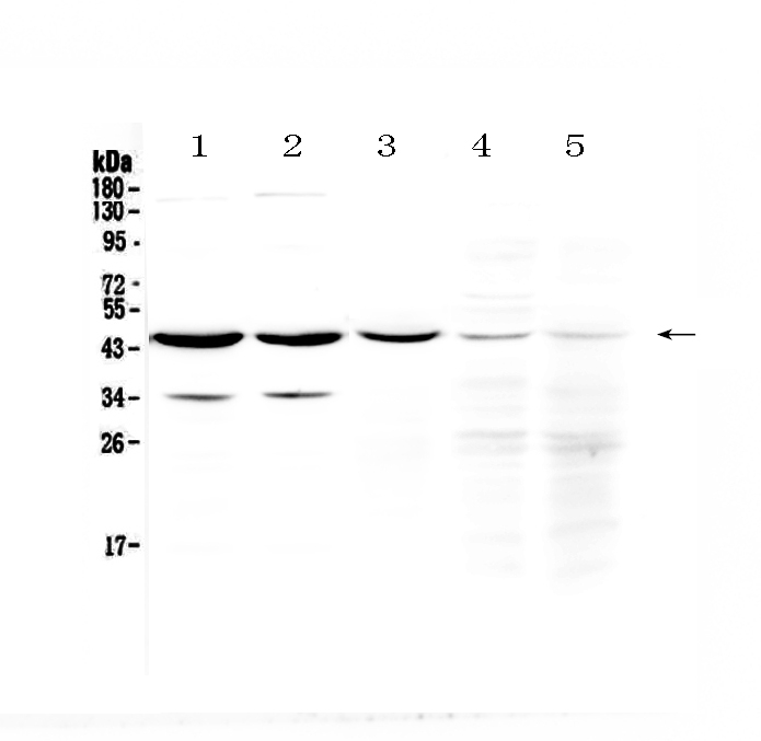 WB - Anti-HOMER3 Picoband Antibody ABO13064