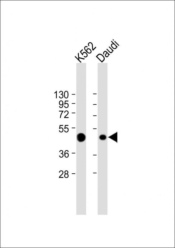 All lanes : Anti-CCR7 Antibody (N-term) at 1:4000 dilutionLane 1: K562 whole cell lysateLane 2: Daudi whole cell lysateLysates/proteins at 20 �g per lane.  SecondaryGoat Anti-mouse IgG,   (H+L),  Peroxidase conjugated at 1/10000 dilution.  Predicted band size : 43 kDaBlocking/Dilution buffer: 5% NFDM/TBST.